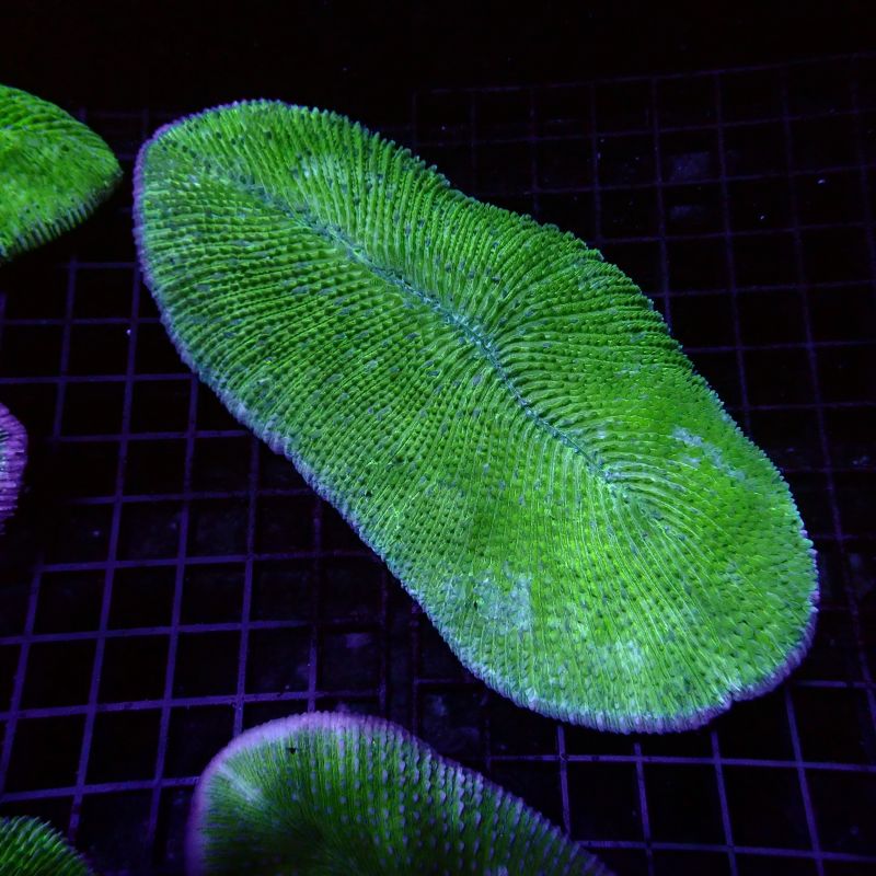 Herpolitha limax 10-15 cm